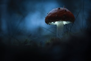 Mushroom Wallpaper