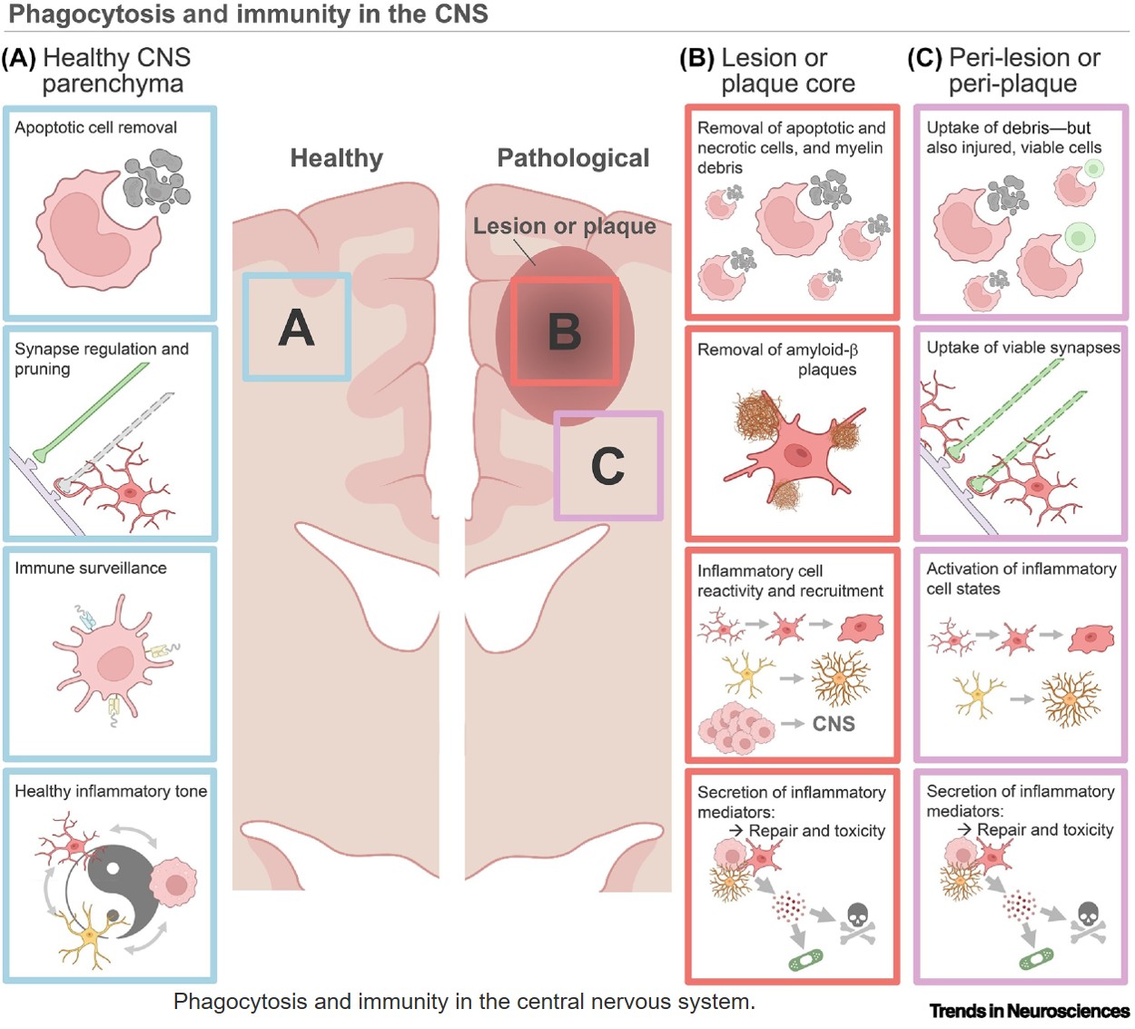 Phagocytosis and neuroinflammation: orchestrating central nervous system homeostasis, repair, and the resolution of inflammation