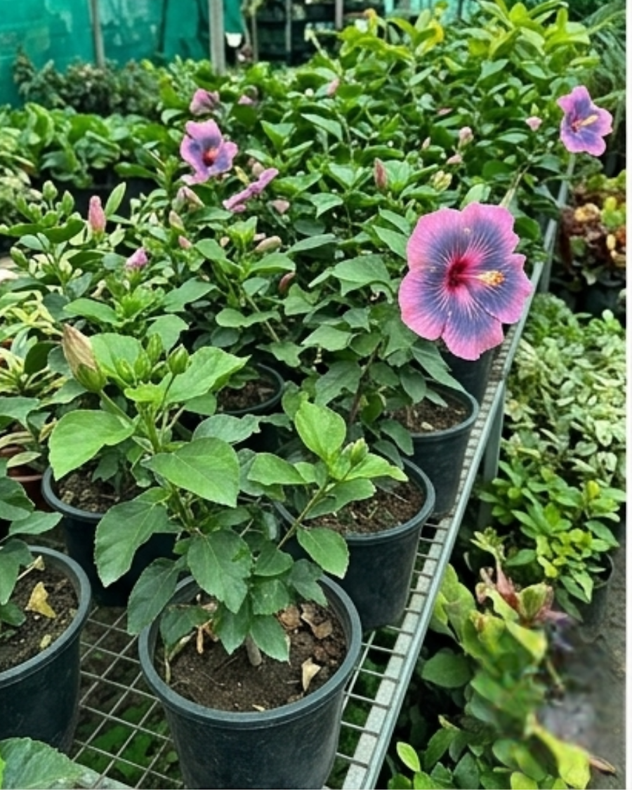Hibiscus Midnight Tryst — view 4