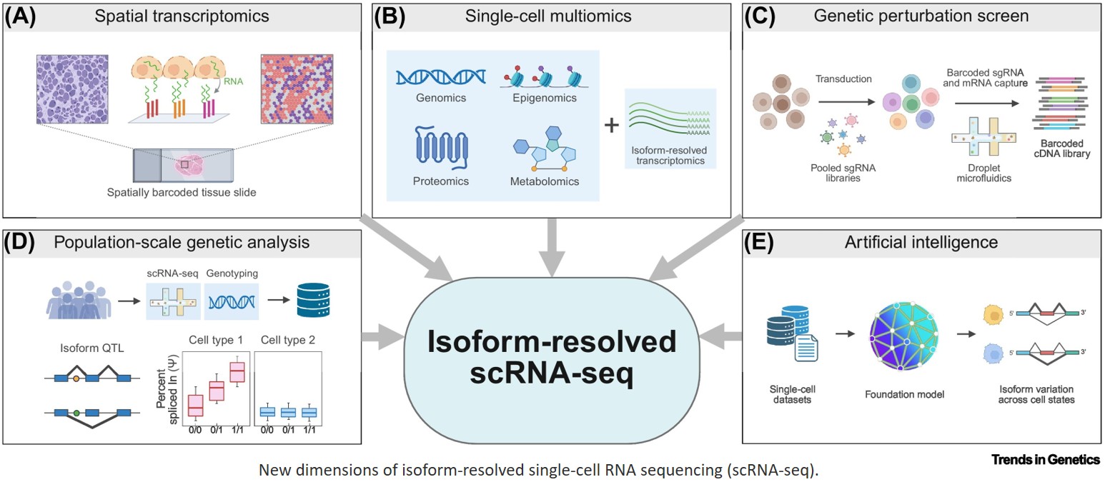 Single-cell transcriptomics at isoform resolution