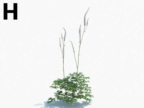 Maxtree - Plant Models Vol.3