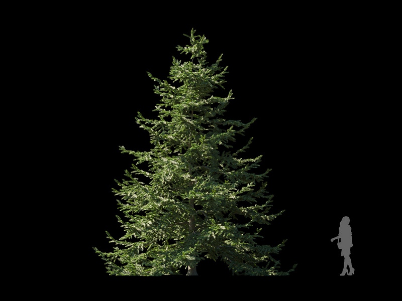 Maxtree - Plant Models Vol.120