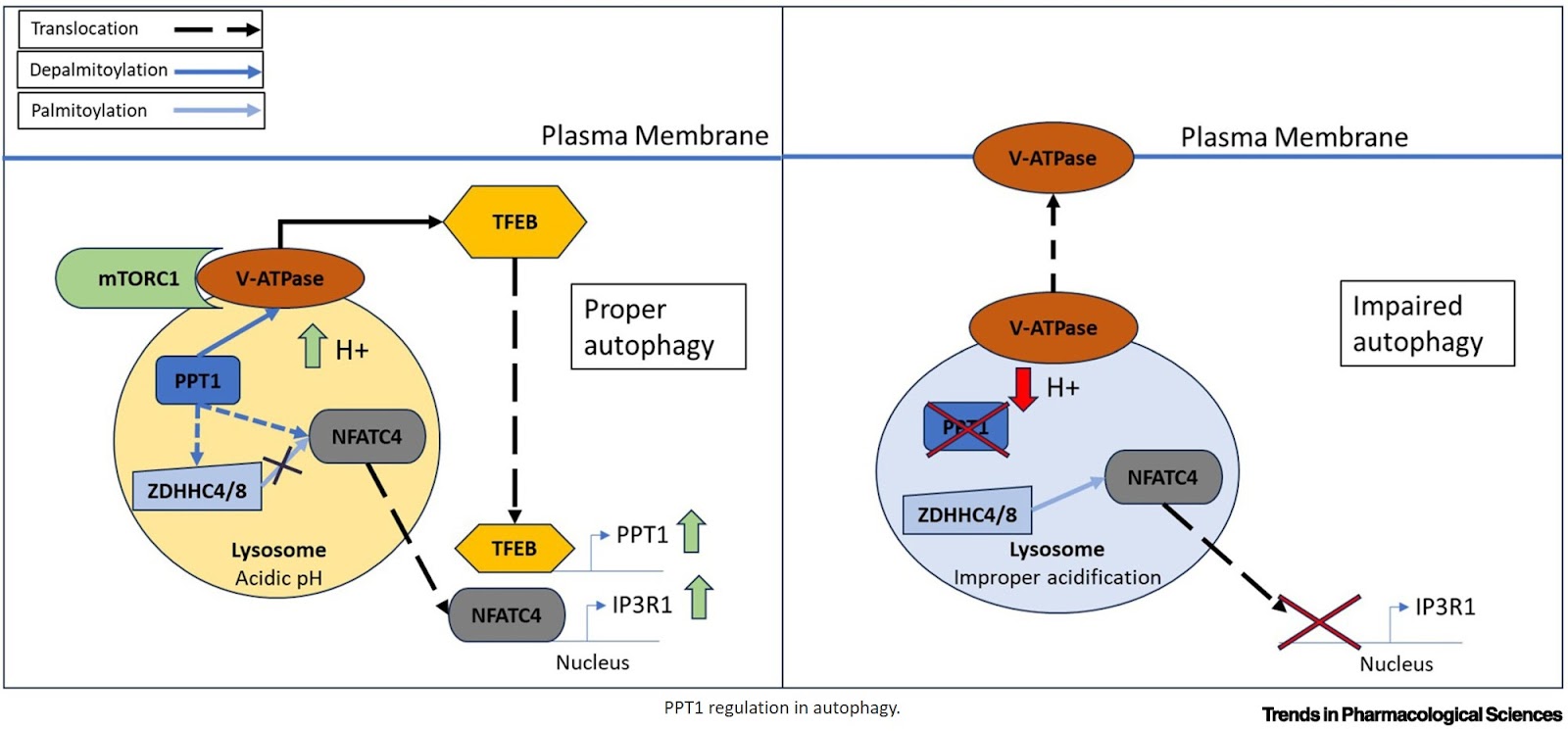 Palmitoyl-protein thioesterase-1 in health and disease