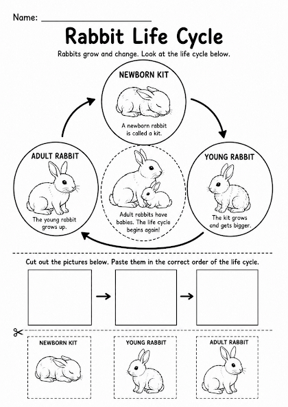 Rabbit Life Cycle Worksheet