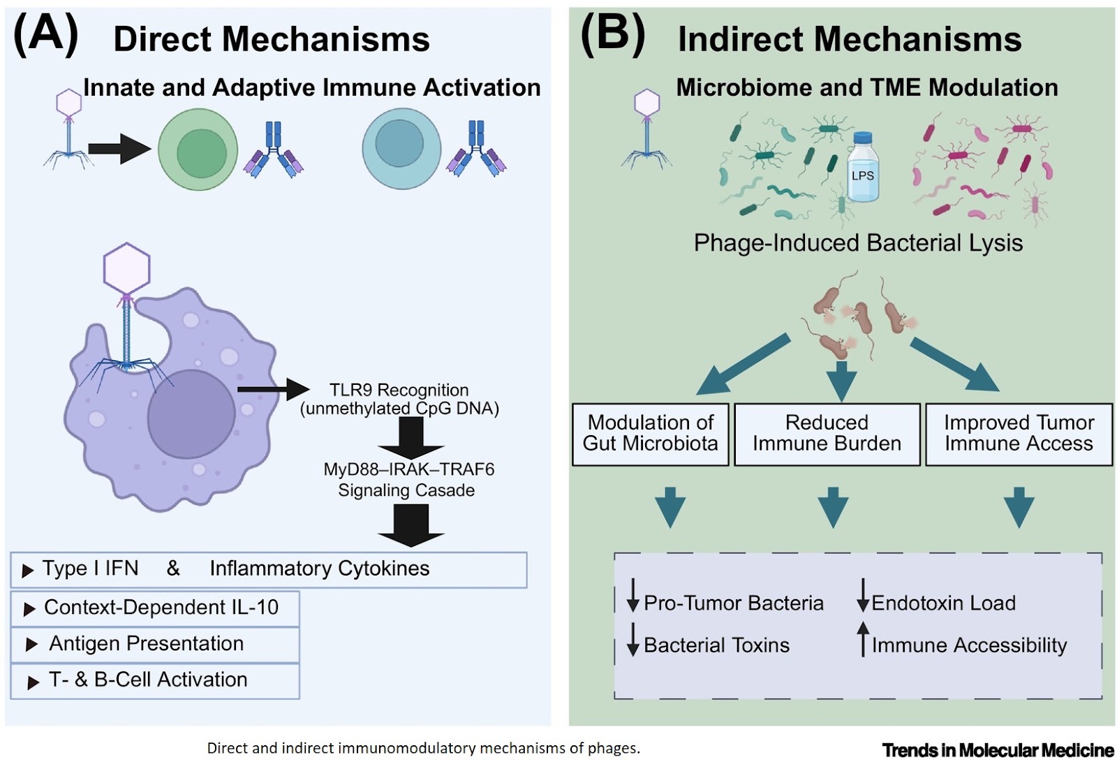Cancer prevention and treatment using phage therapy