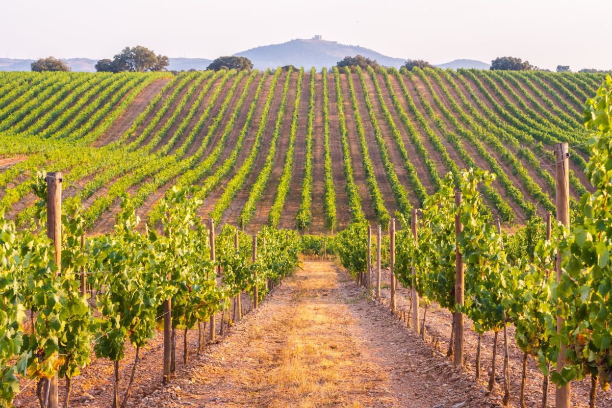 2-Day Lisbon & Alentejo Family Journey