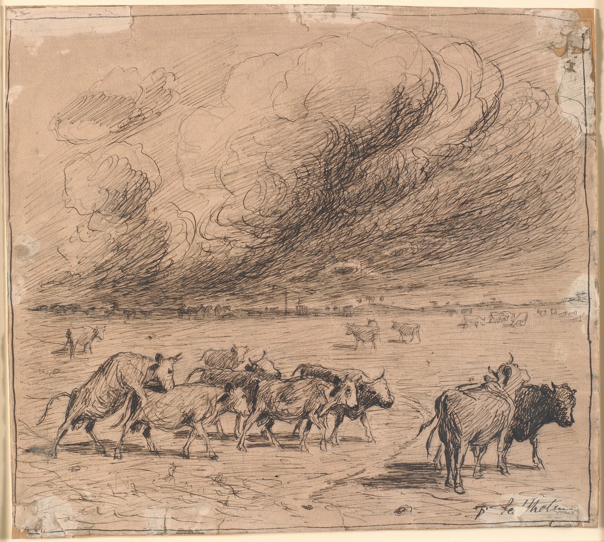 En flok tyregale køer på Saltholm 1887