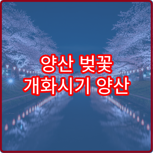 양산 벚꽃 개화시기 양산 벚꽃 절정 시기