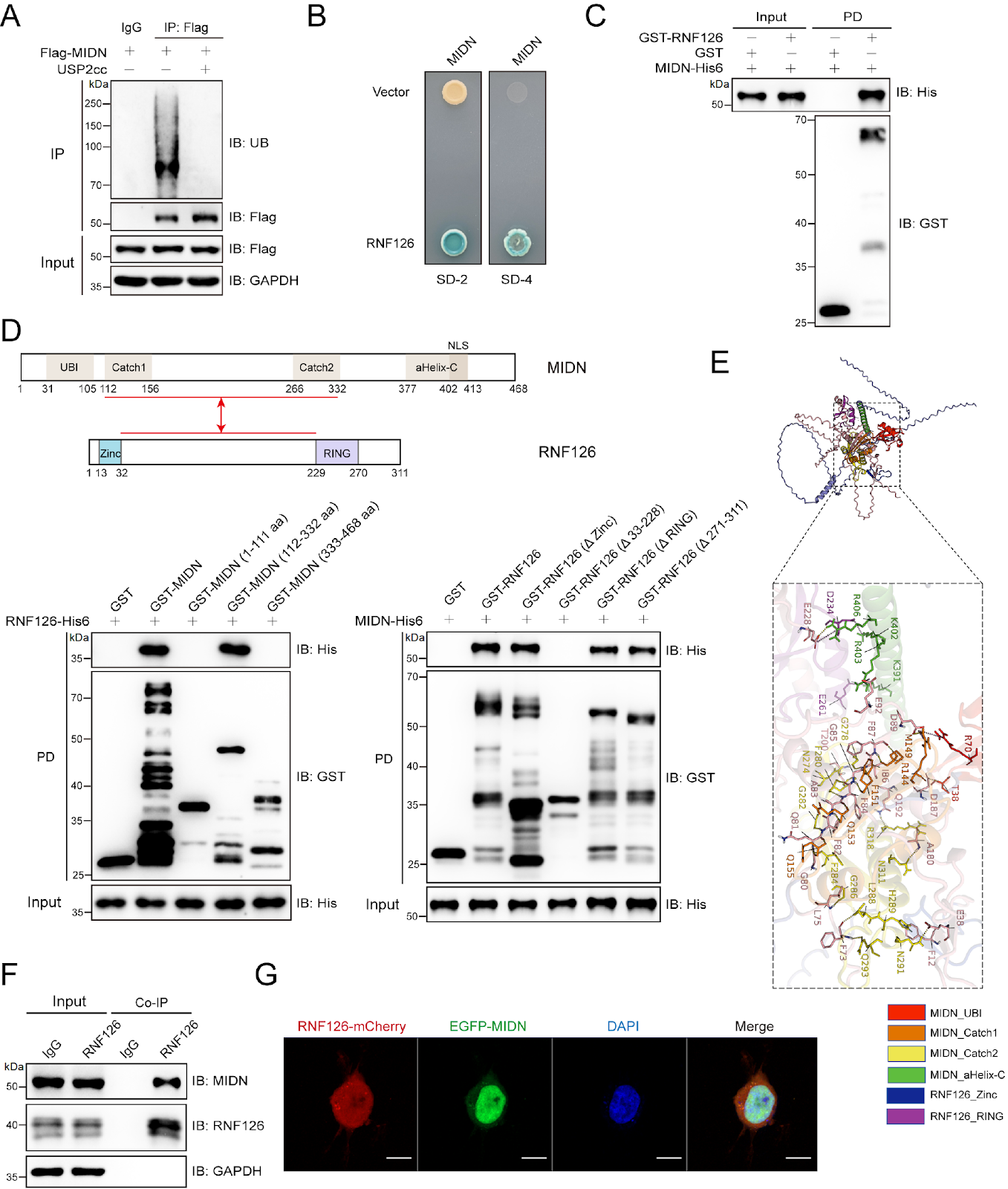 RNF126 writes a non-canonical ubiquitin code on midnolin to tune protein stability