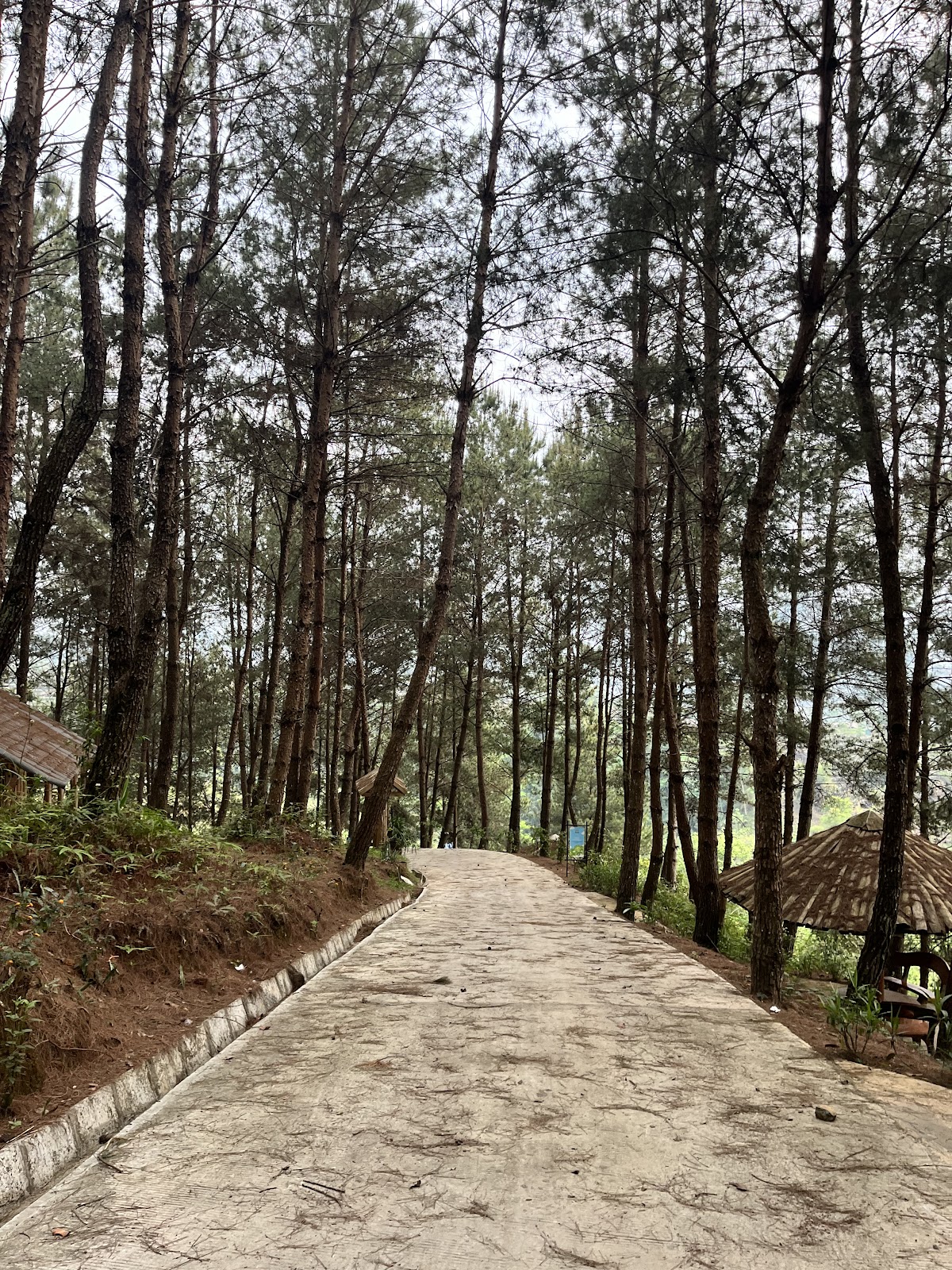 Đồi Thông Tả Lèng Huyện Tam đường