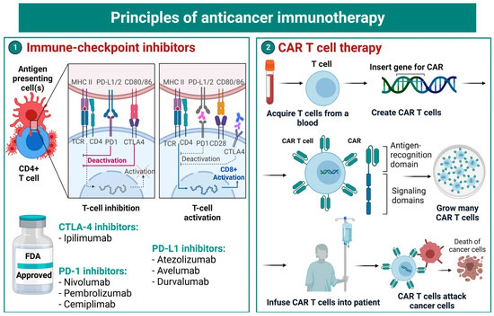 BASIC PRINCIPLES OF IMMUNOTHERAPY