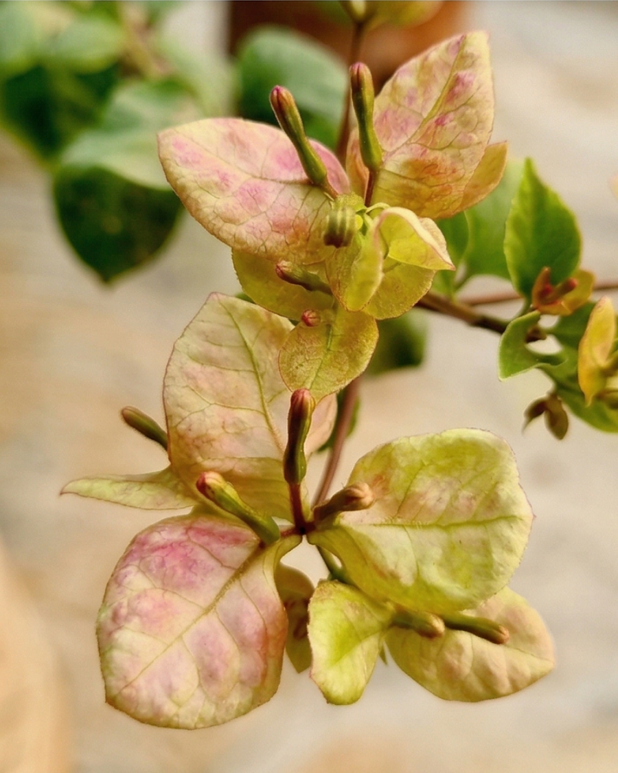 Imported Monalisa Black Bougainvillea Plant — view 2