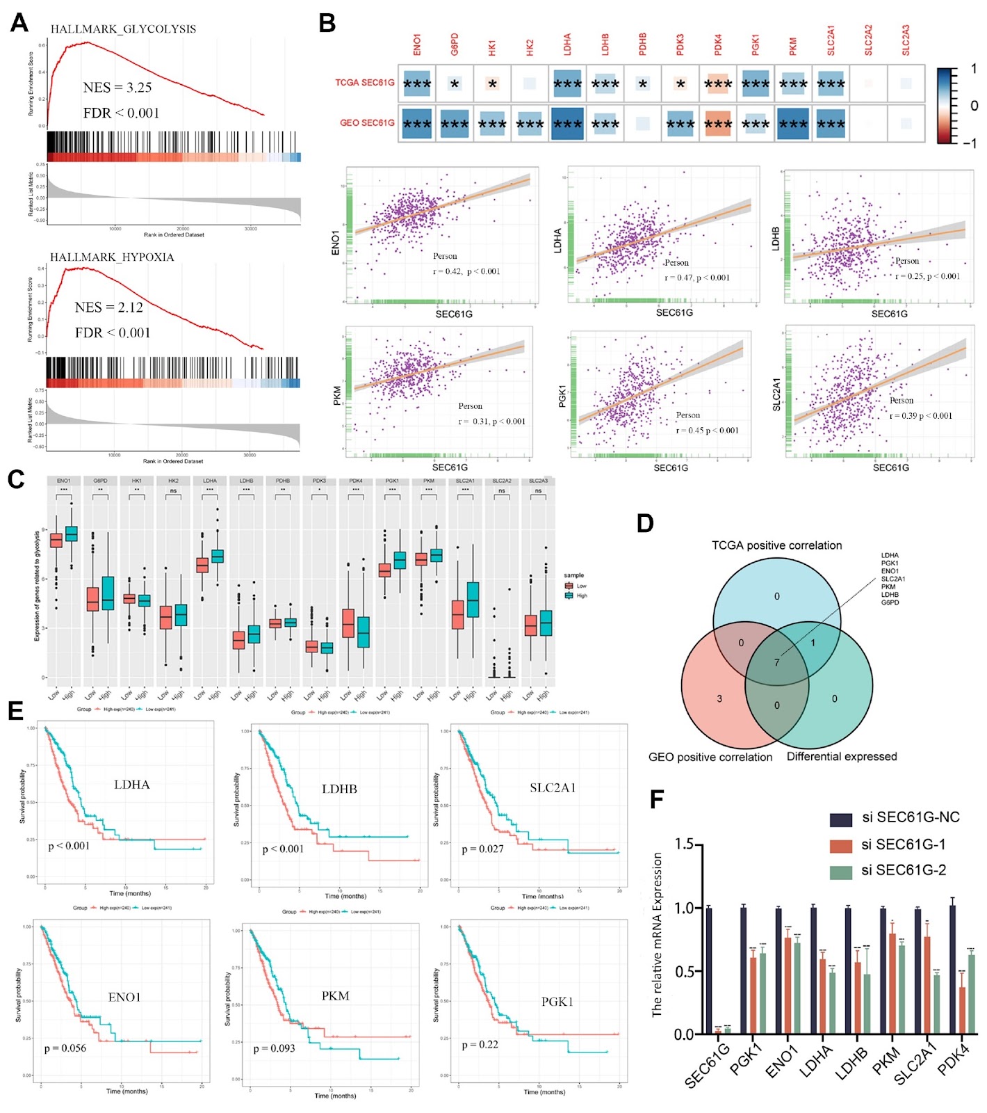 SEC61 translocon gamma subunit is correlated with glycolytic activity, epithelial mesenchymal transition and the immune suppressive phenotype of lung adenocarcinoma