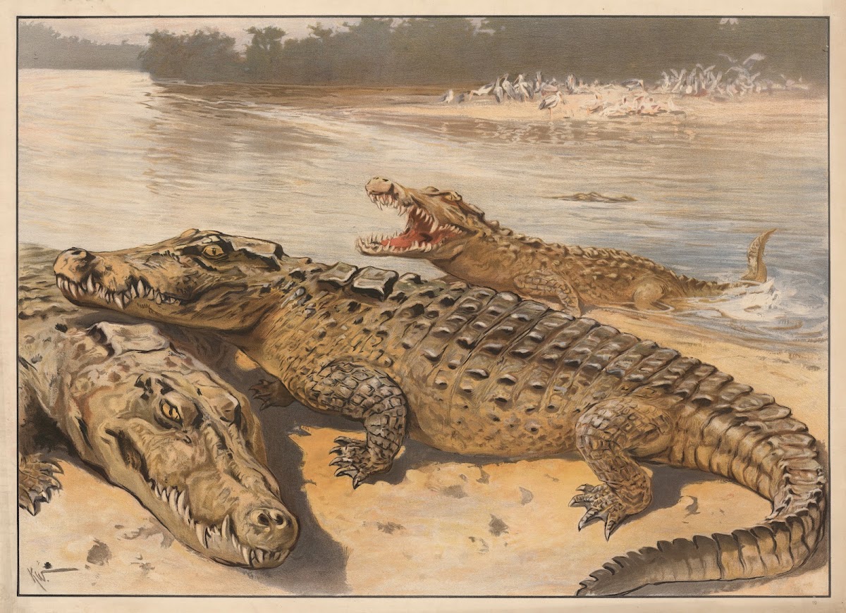Krokodille 1910