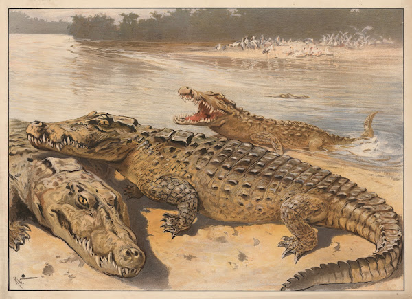 Krokodille 1910