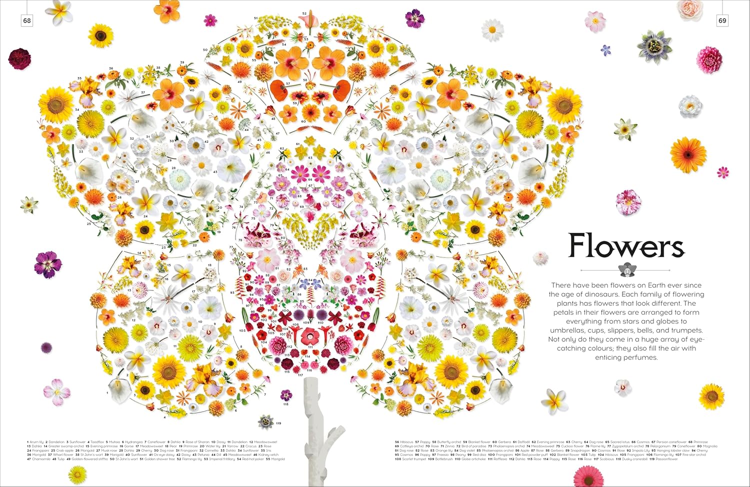 Shapes of Nature — gambar 7
