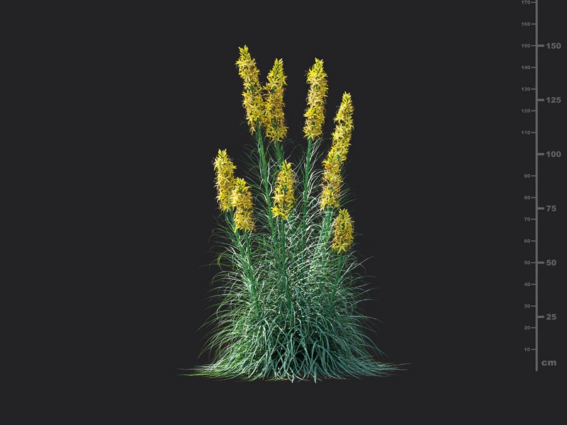 Maxtree - Plant Models Vol.115