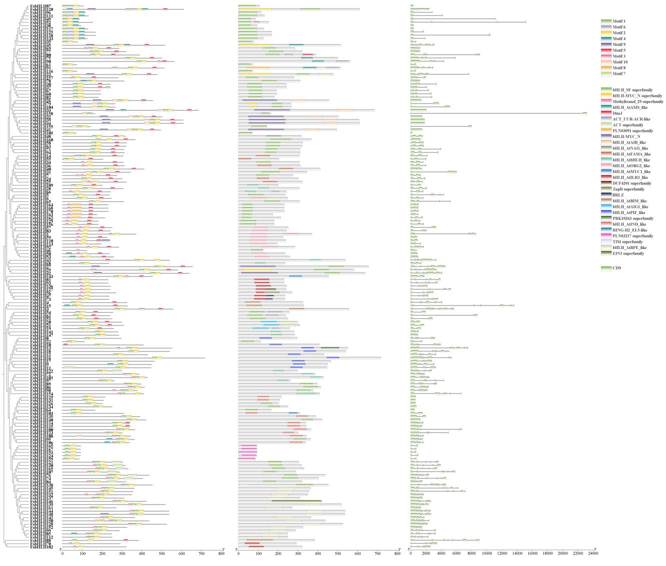Identification and Expression Analysis of bHLH Transcription Factor Family Members in Forsythia suspensa