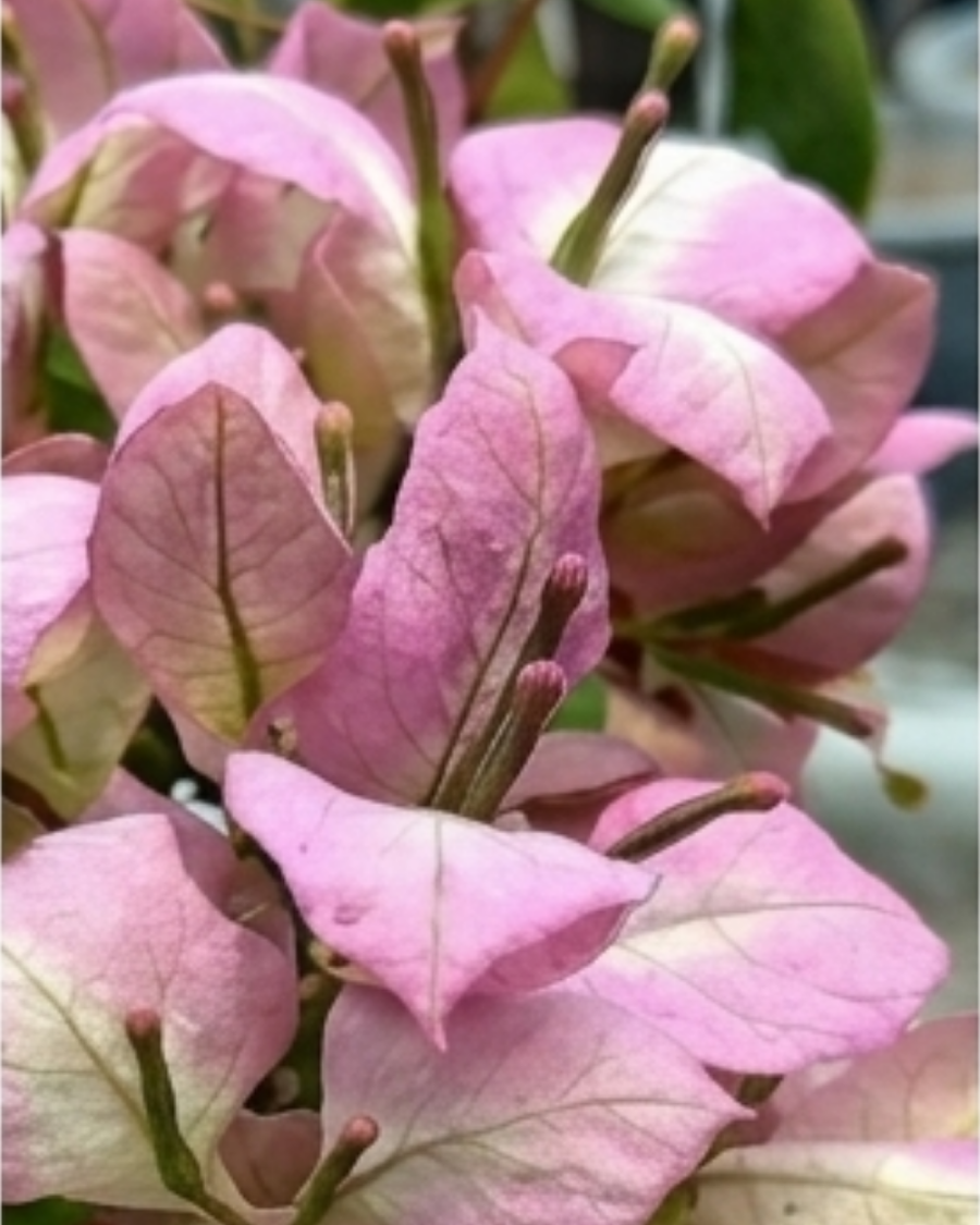 Imported Wajid Butterfly Bougainvillea Plant — view 2