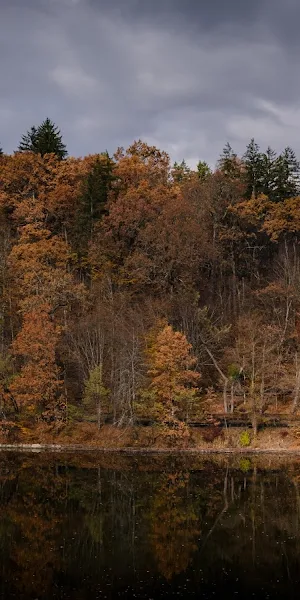 Overcast Autumn Forest By Lake 5K Wallpaper Background
