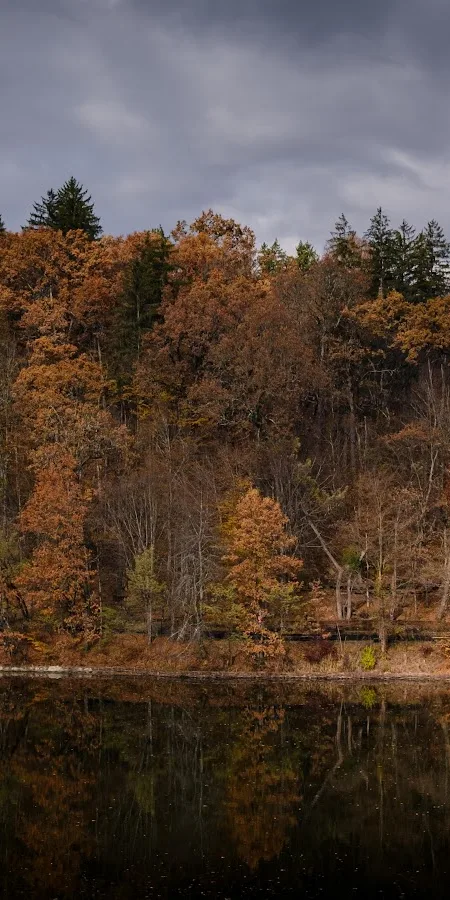 Overcast Autumn Forest By Lake 5K Phone Wallpaper