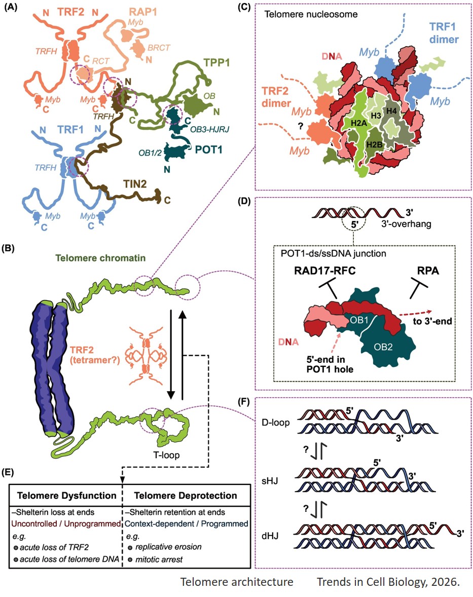 T-loop dynamics: telomere structure shapes cell fate decisions