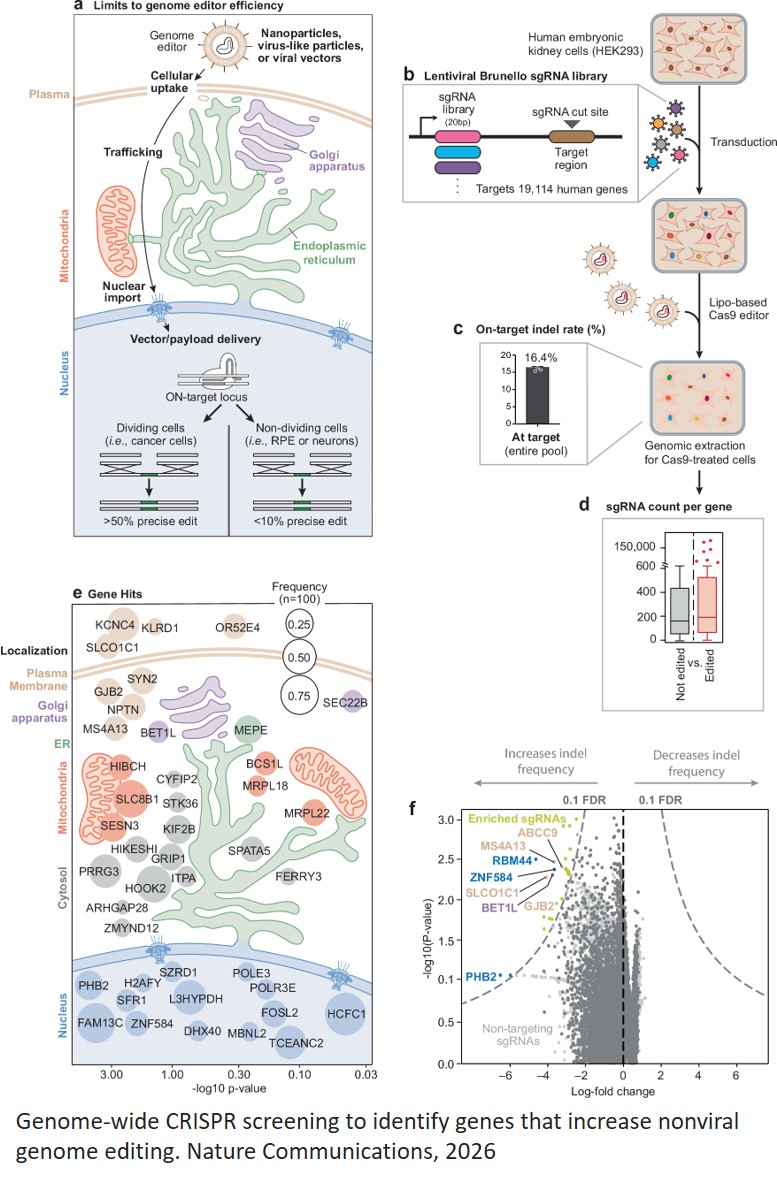 Cellular factors controlling nonviral genome editing efficiency identified!