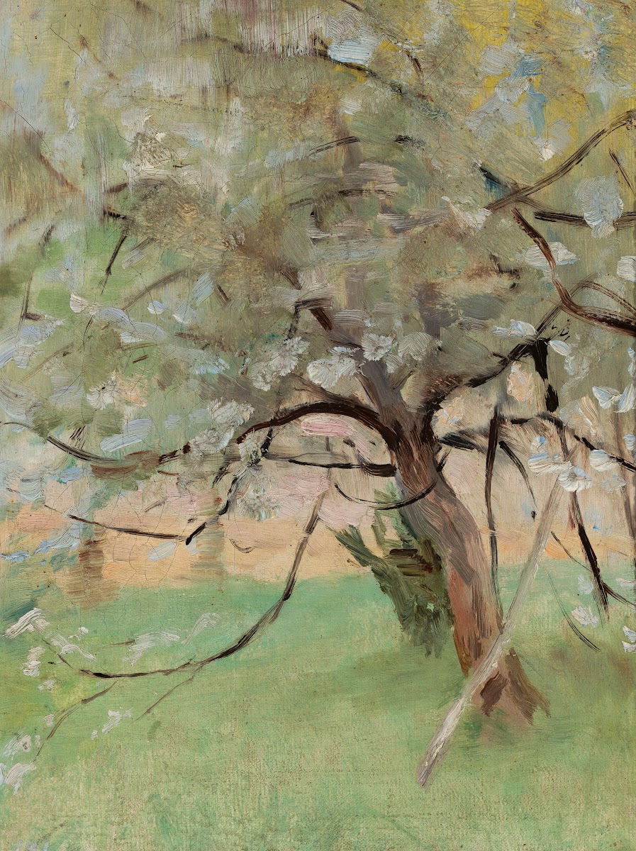 Apple tree circa 1900