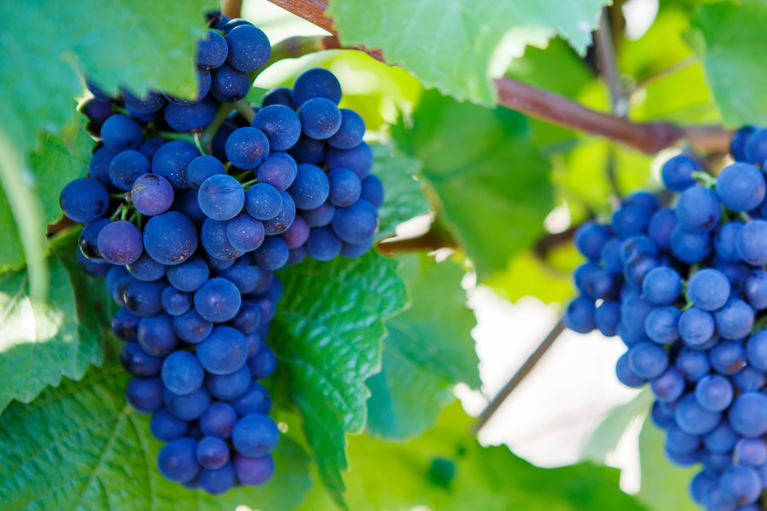 Alentejo Wineries: A 1-Day Family Tour from Lisbon