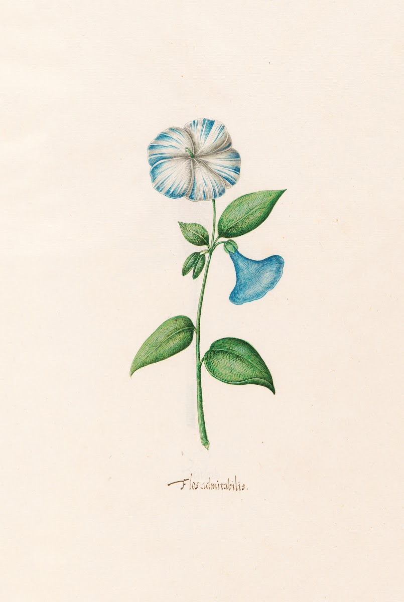 Flos admirabilis 1692