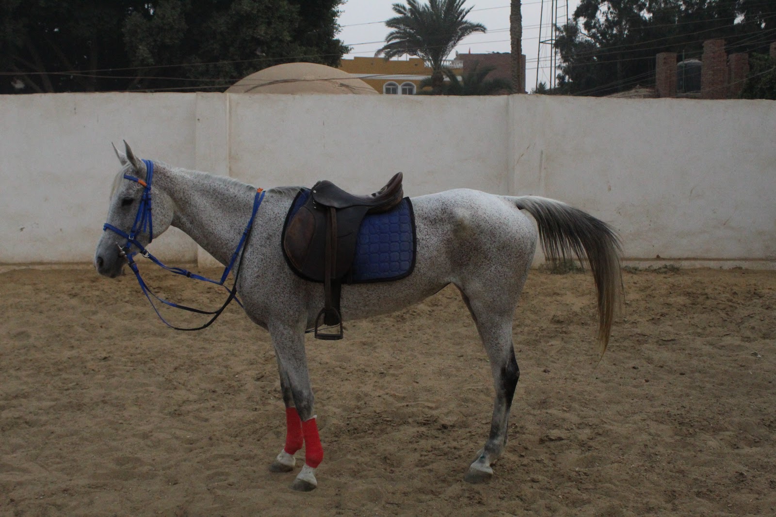Shams - Horse available for riding at Wadi EL Kheil in Saqqara, Egypt. A lovely dappled grey horse with a calm and gentle disposition. Patient and reli