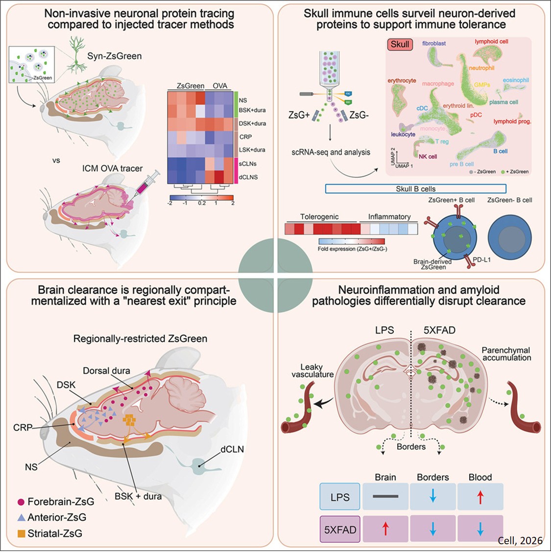 Physiological brain clearance architecture revealed by neuronal protein tracing
