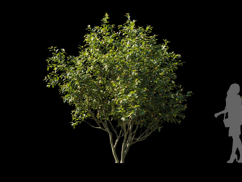Maxtree - Plant Models Vol.120