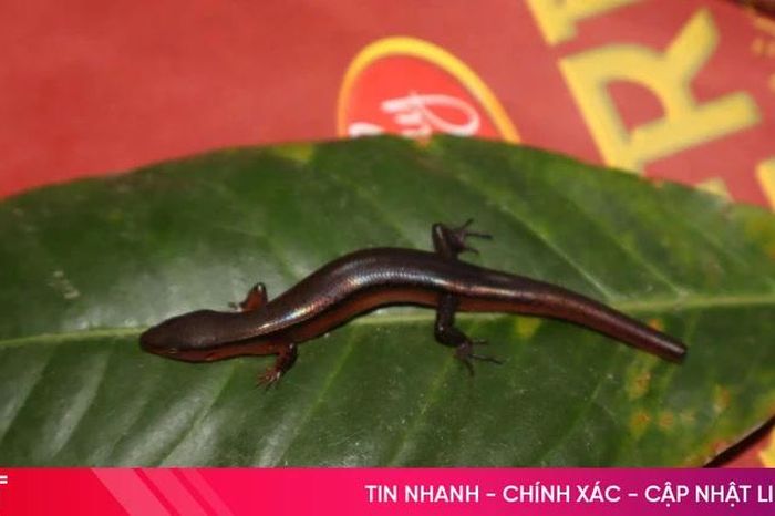 Phát hiện loài thằn lằn mới tại Vườn Quốc gia Vũ Quang - Báo Hà Tĩnh