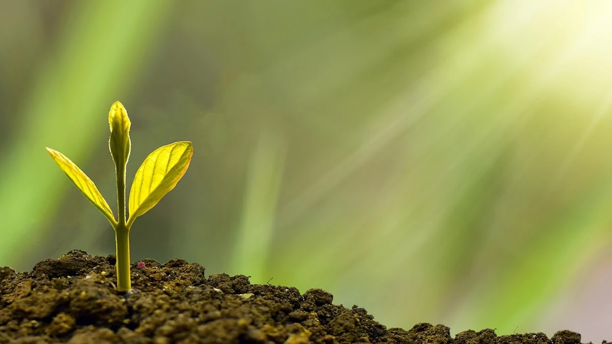ETF와 개별주 투자 구조 비교 및 리스크 관리 방법