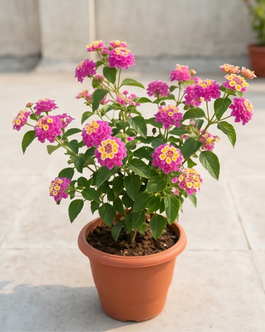 Lantana Pink Plant — view 2