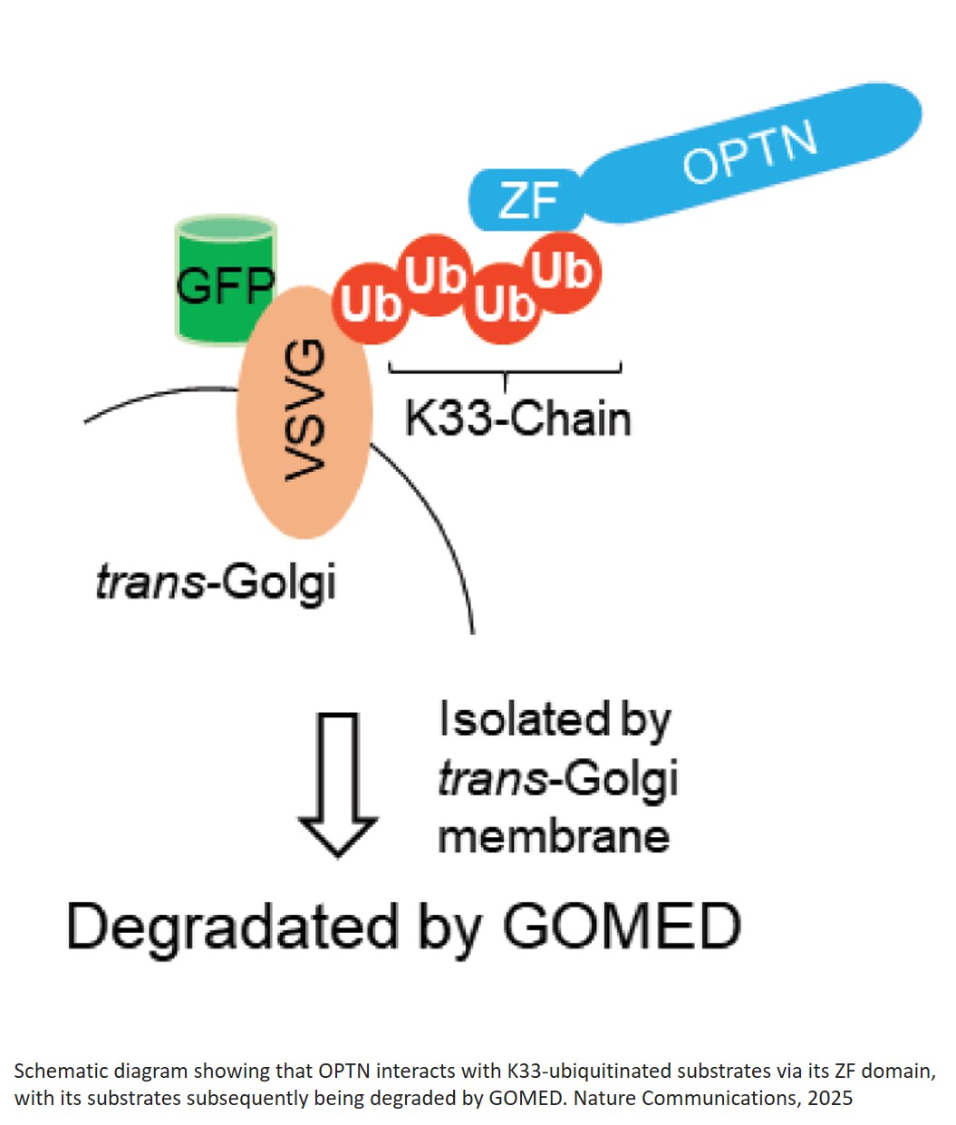 Substrate recognition mechanism of Golgi membrane-associated degradation (GOMED)