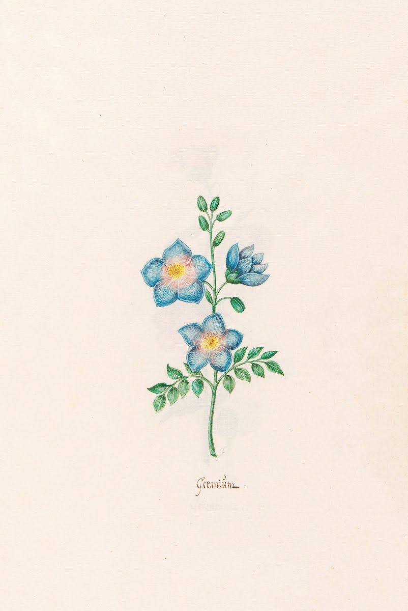 Geraniüm 1692