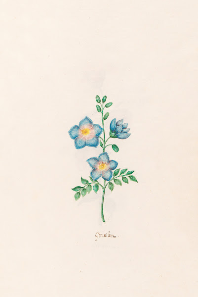 Geraniüm 1692