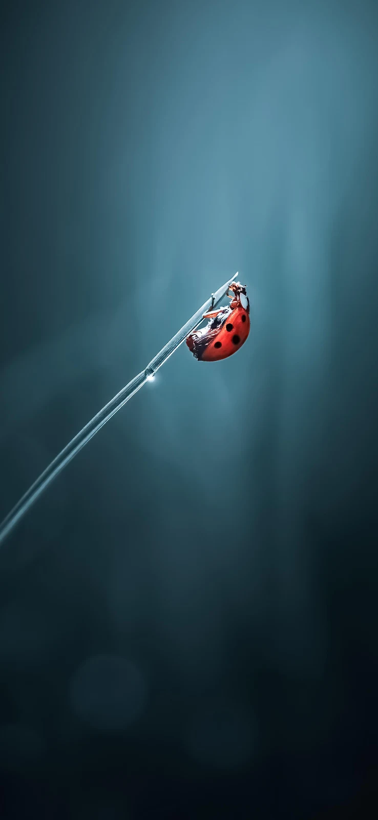 Red Ladybug On A Dewy Stem - Macro Nature Photography 2K iPhone Wallpaper (1813x3928)