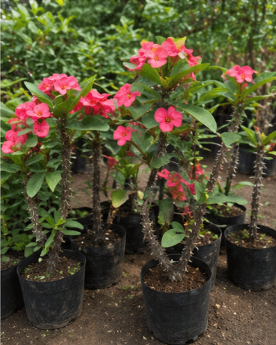 Euphorbia Milii Pink Plant — view 2