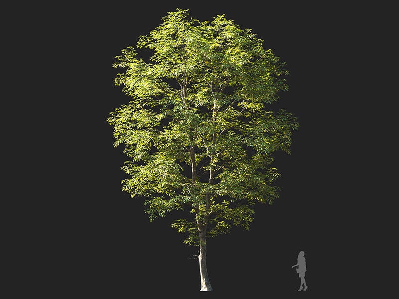 Maxtree - Plant Models Vol.132