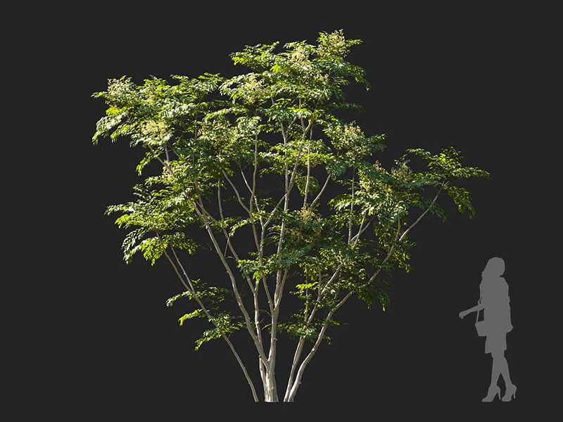 Maxtree - Plant Models Vol.122