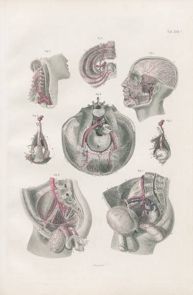 Arteries of head neck and pelvis 1880