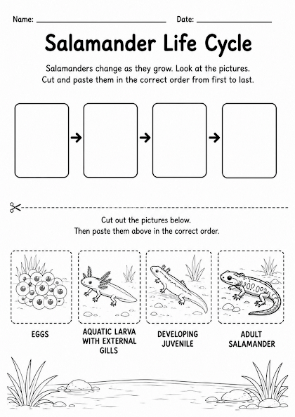 Salamander Life Cycle Worksheet