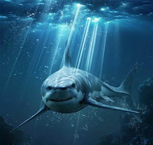 Shark Picture