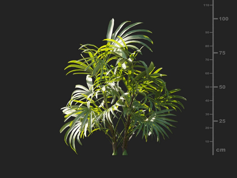 Maxtree - Plant Models Vol.127