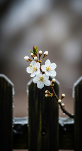 Macro Shot of Delicate White Flowers on a Branch Against a Dark Icy Wooden Fence