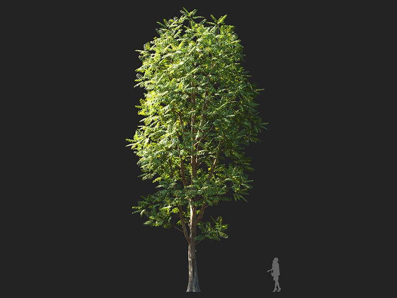 Maxtree - Plant Models Vol.132