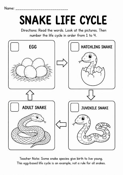 Snake Life Cycle Worksheet